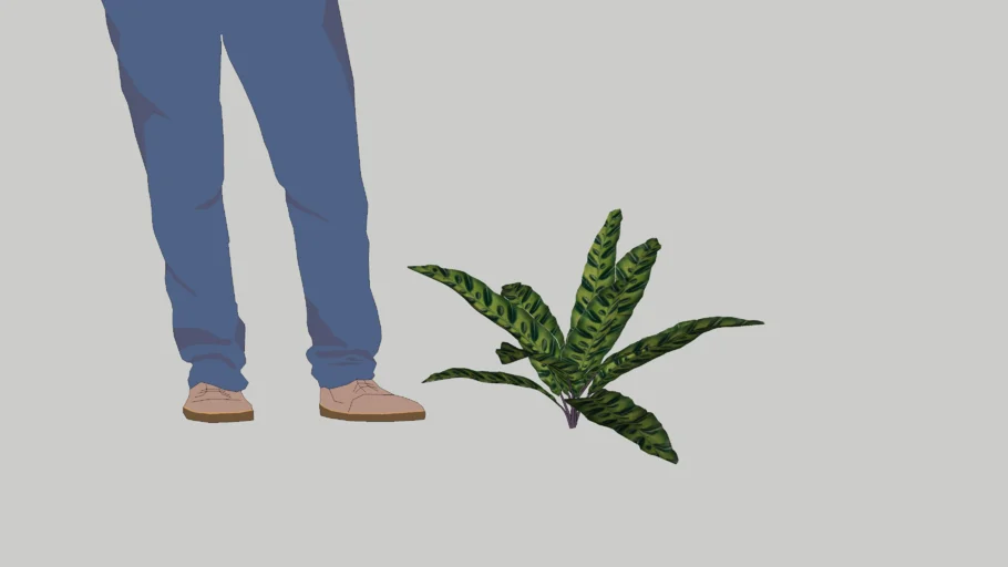 Calathea lancifolia