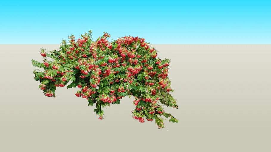 Quisqalis indica 2d אלמון הודי