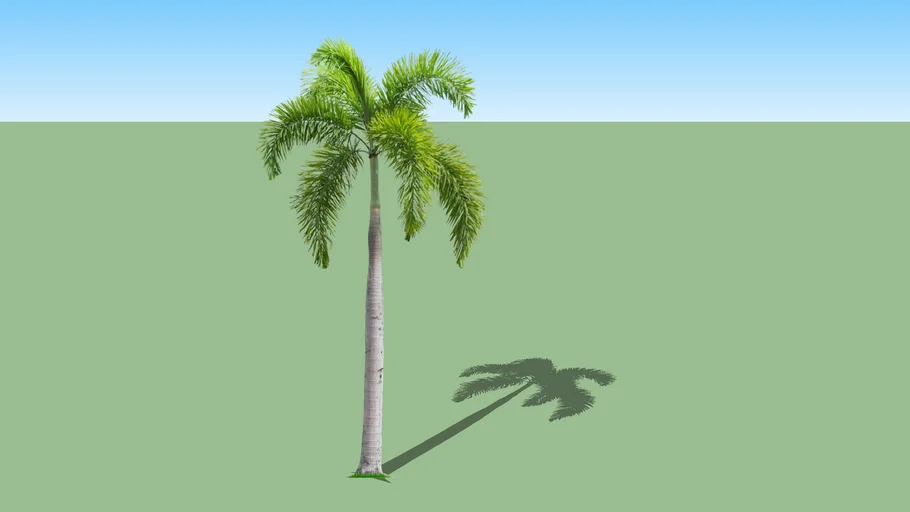 FOXTAIL PALM + Wodyetia bifurcata