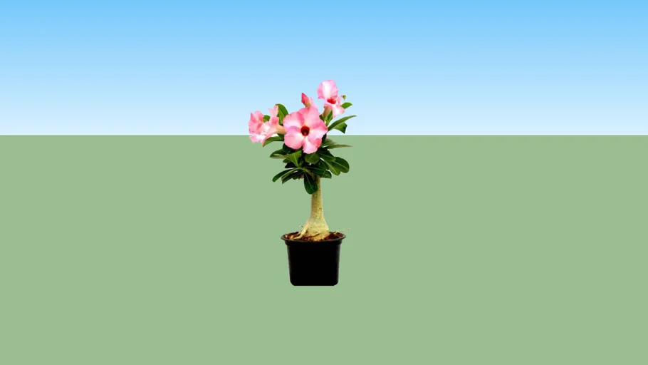 Adenium Kecil
