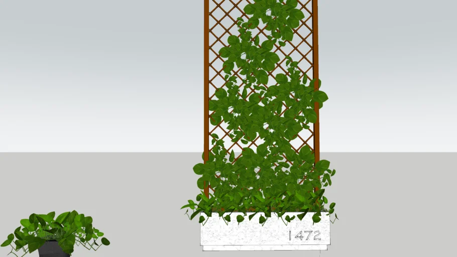 Climbing plant