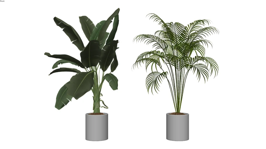Interior Plant