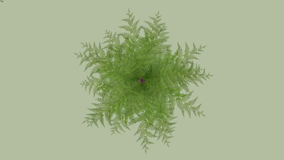 Xaxim - Dicksonia sellowiana - Big Fern