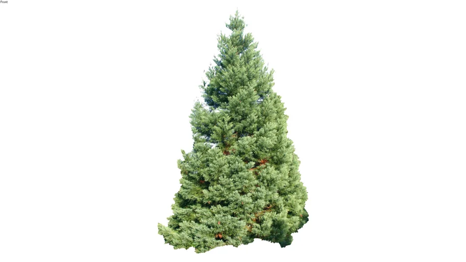 Cedar Tree