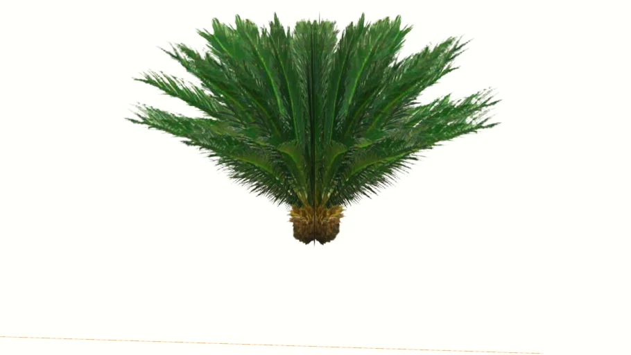 Palma Cyca Real