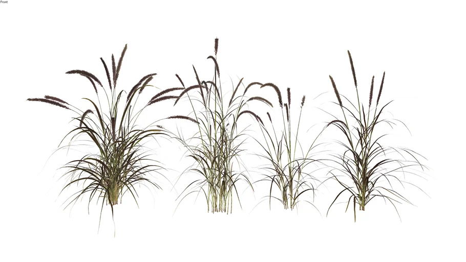 Capim-dos-pampas (Cortaderia selloana) 04