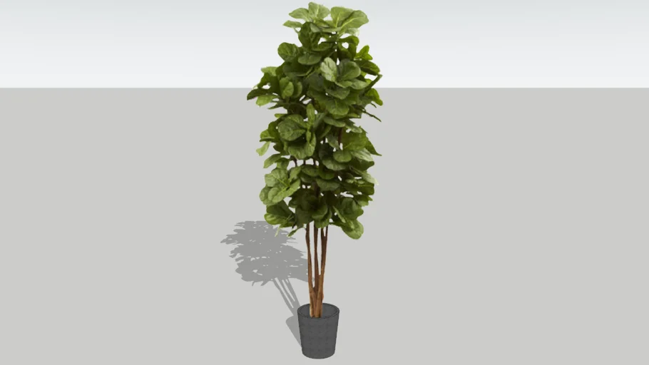 FIG TREE