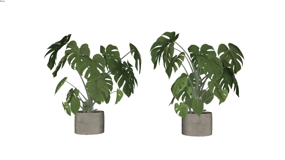 Plant Sketchup