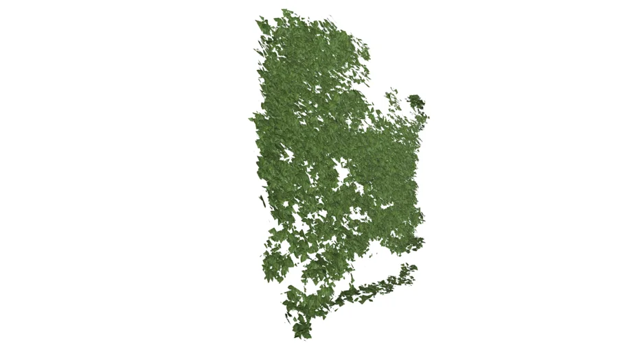 3D IVY