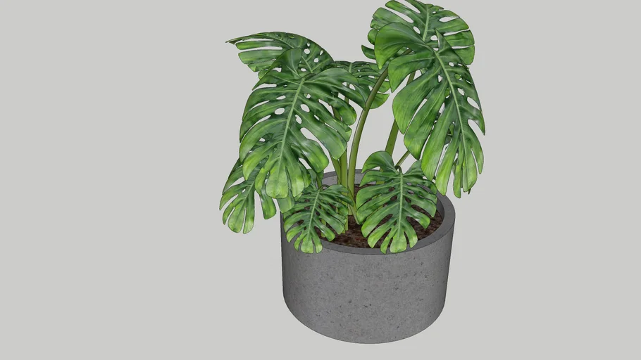 planta 01