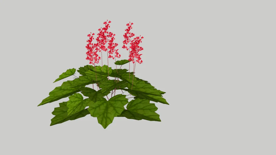 Heuchera x brizoides - żurawka drżączkowata