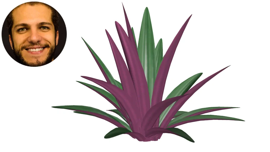 Tradescantia spathacea Abacaxi Roxo Moisés-no-berço Roeo Cordoban