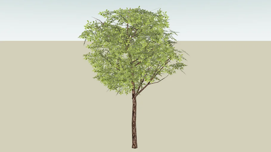 Standard Tree - Round