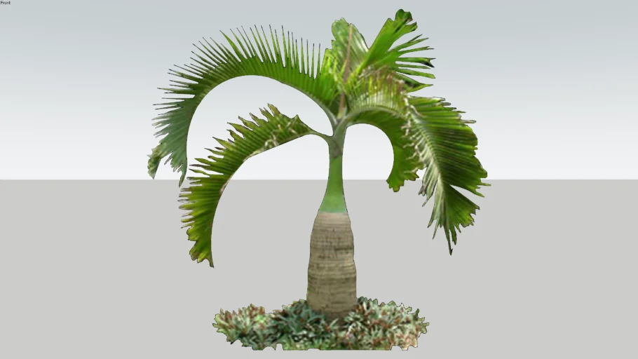 tropical plant #01