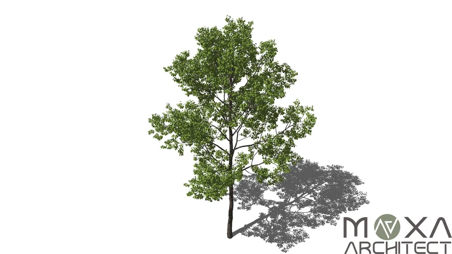 Tree (high Polygon) | 3D Warehouse