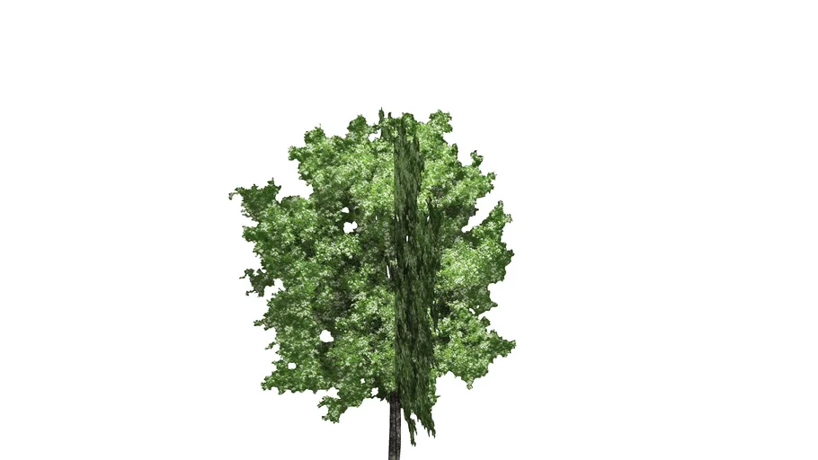 2D_Small Tree | 3D Warehouse