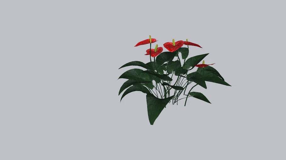 ANTURIO - ANTHURIUM ANDRAEANUM