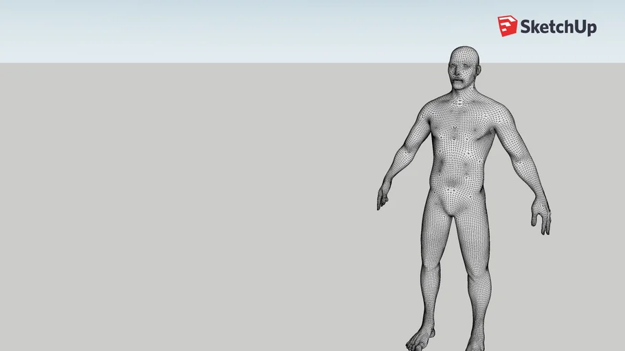 human base