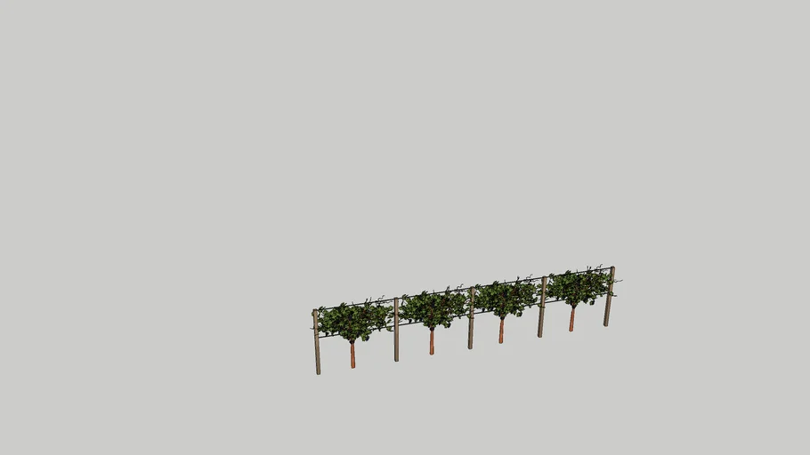 Grape Vines