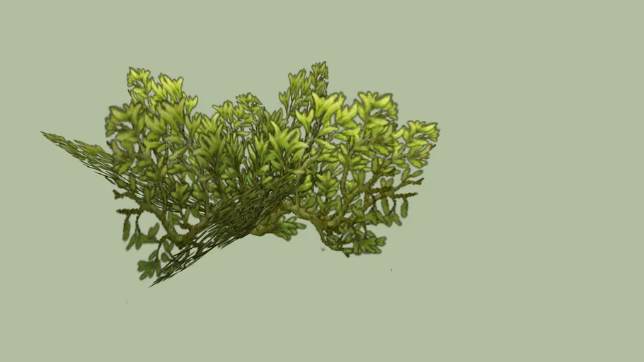 bush
