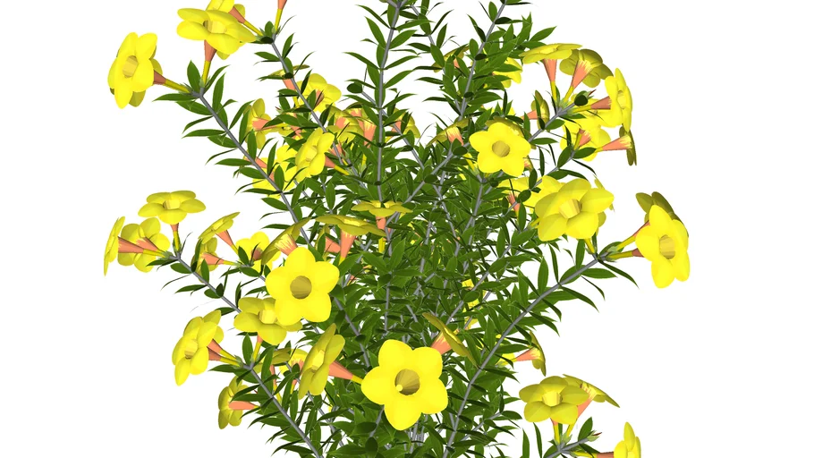 Allamanda polyantha - Allamanda arbustiva amarela