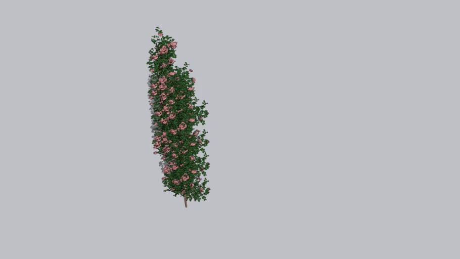 Climbing rose, Rosa, climb