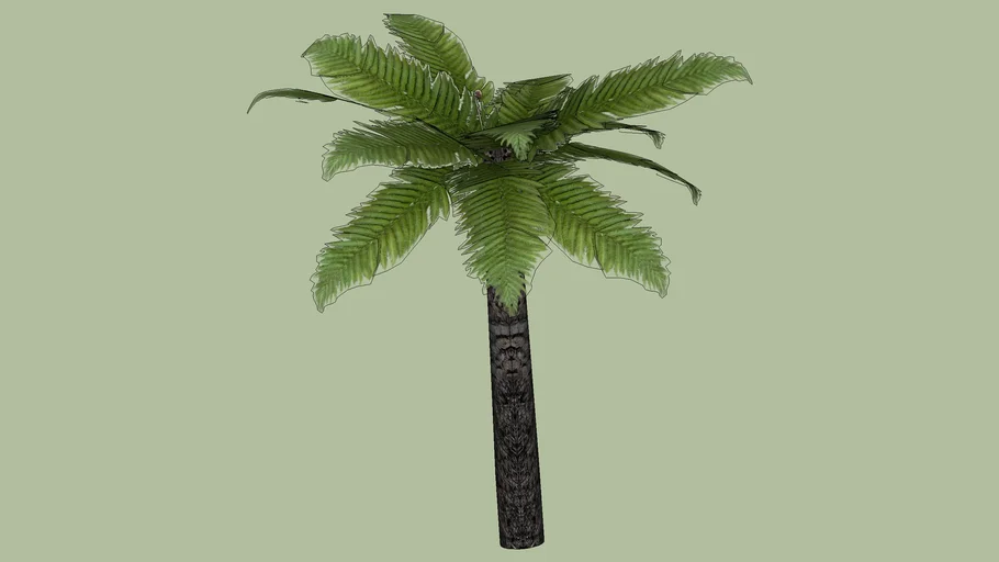 Tree Fern