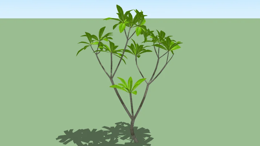 plumeria rubra