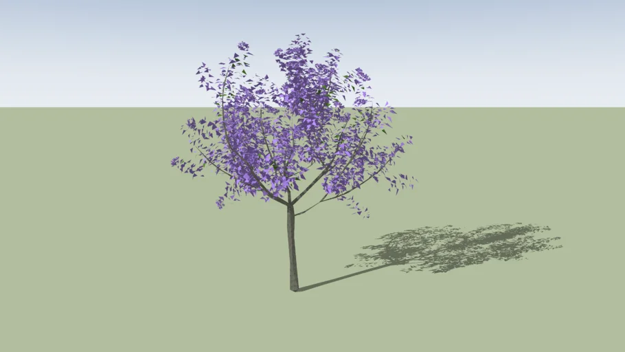 Jacaranda mimosifolia