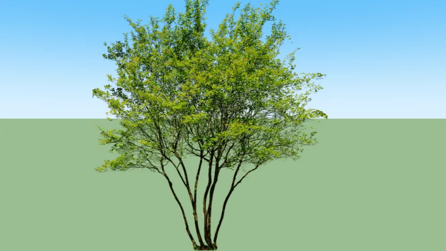 Amelanchier lamarckii