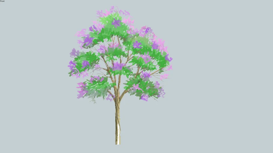 Jacaranda mimosifolia