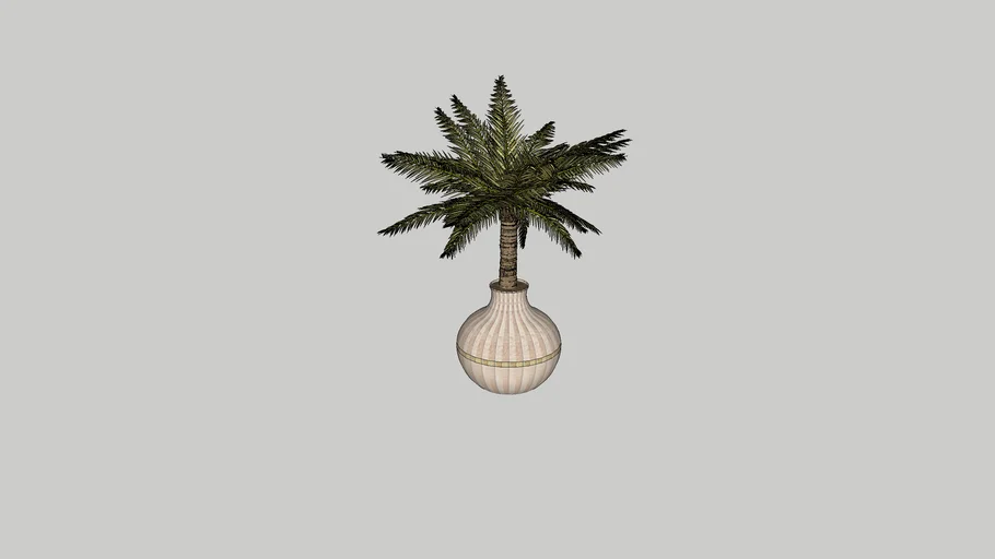 palm tree in a pot