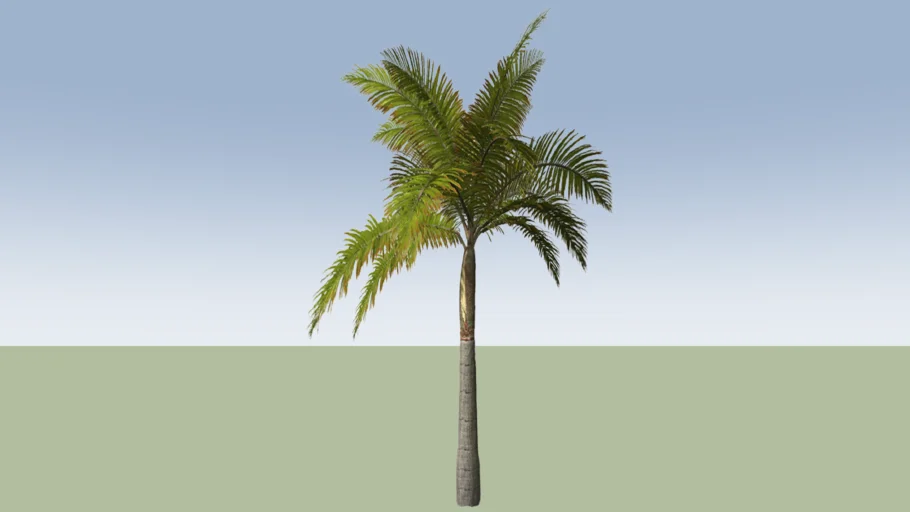 King Palm (Archontophoenix alexandrae)_02