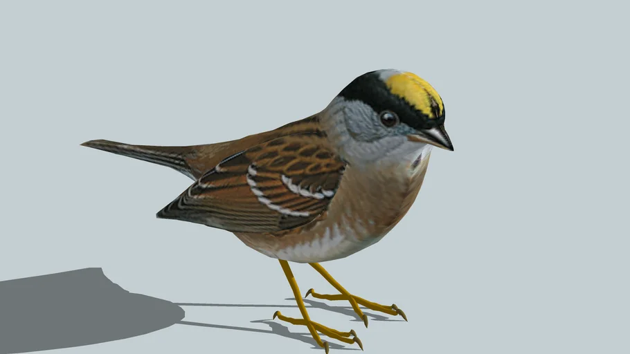 Golden crowned sparrow (3D), breeding plummage