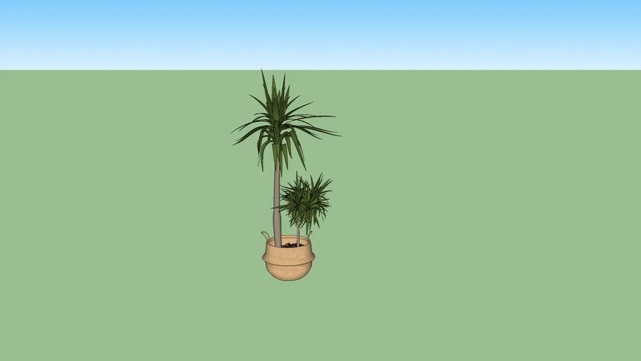 DRACENA