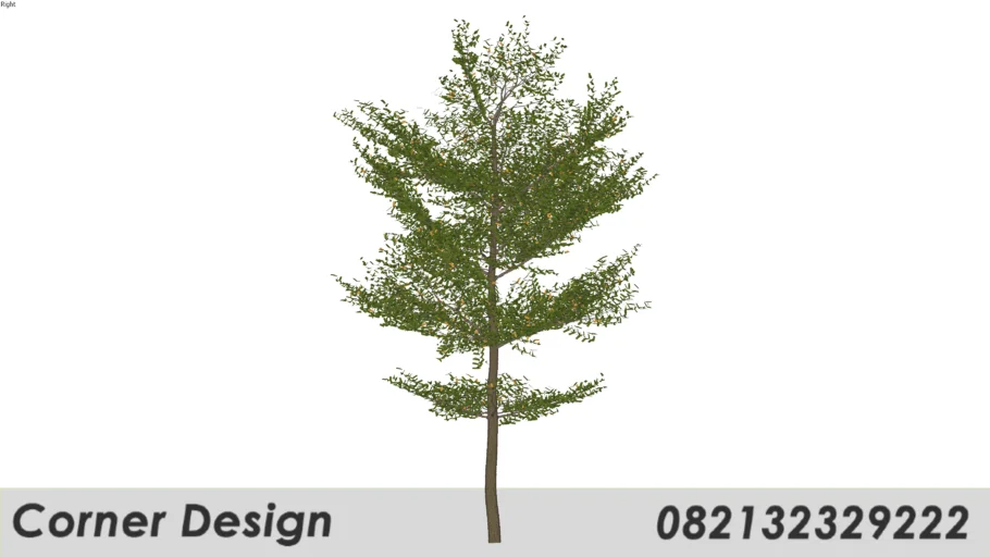 Terminalia mantaly / Ketapang 004
