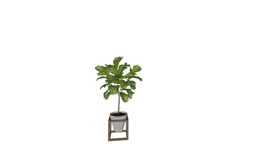 ficus plant