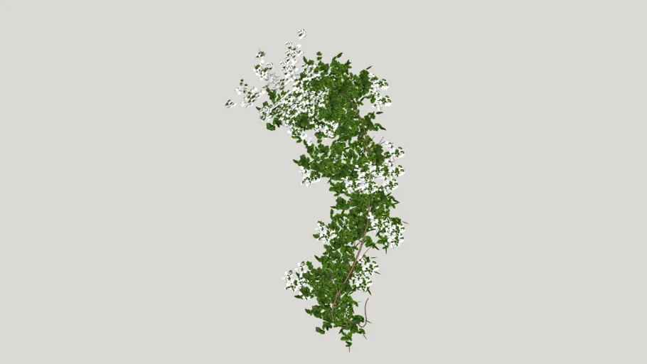 White Bougainvillea Ivy Plant