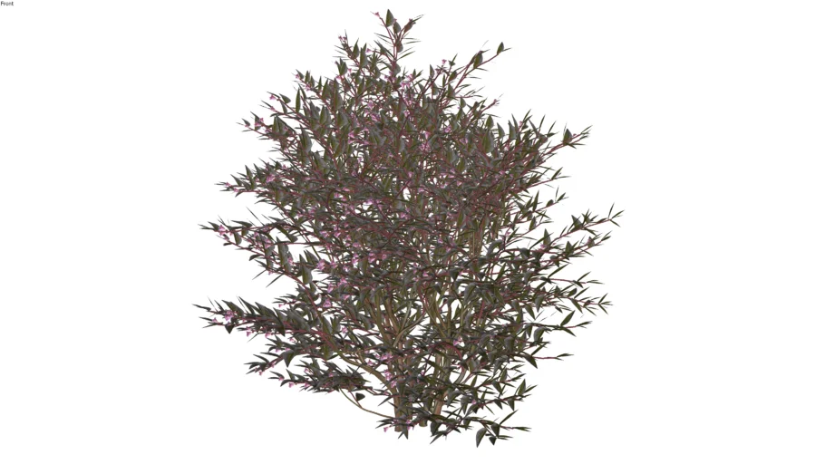 Paisagismo_Abélia_Abelia grandiflora_02