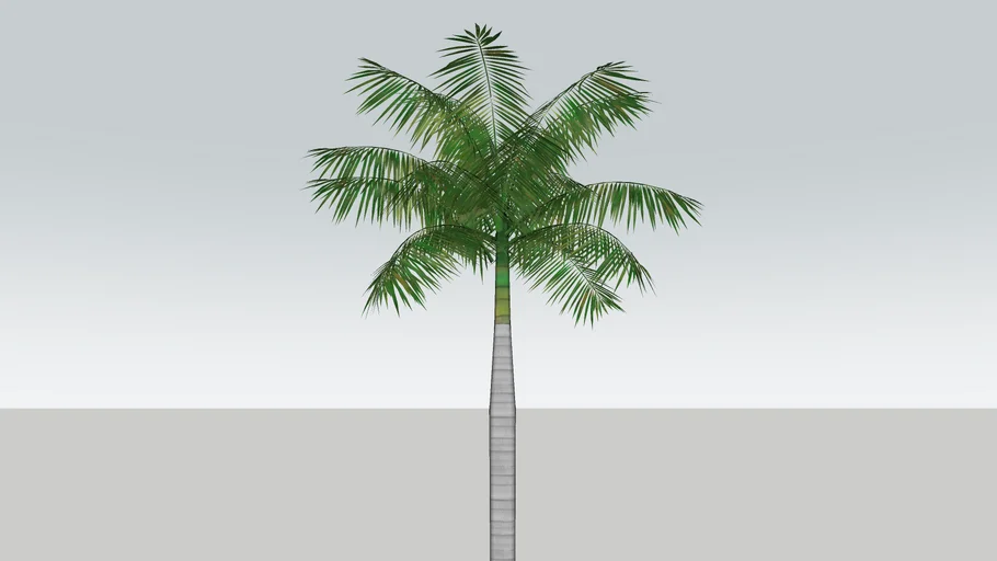 Pohon Palm