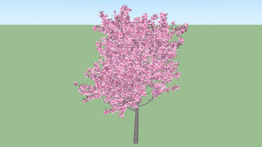 cherry blossom