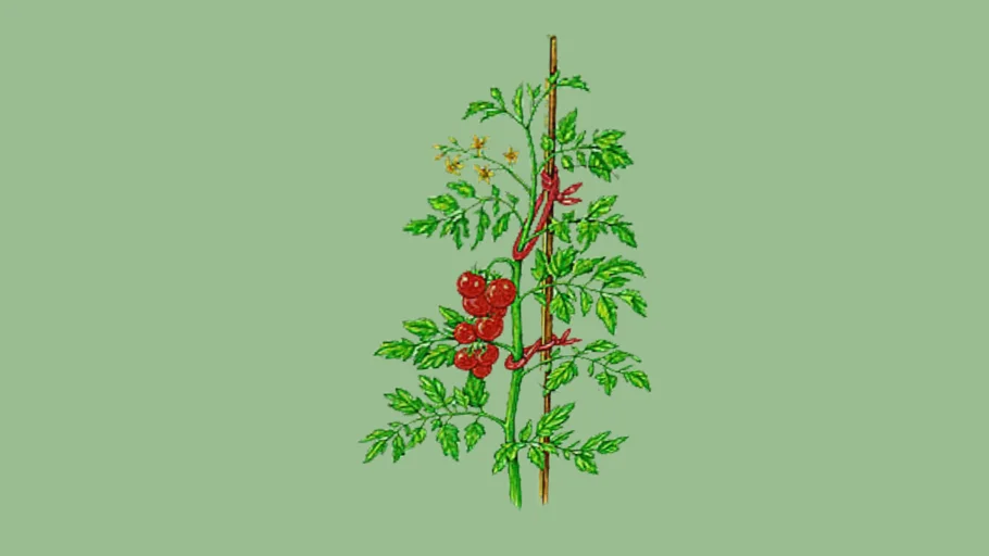 Tomato plant
