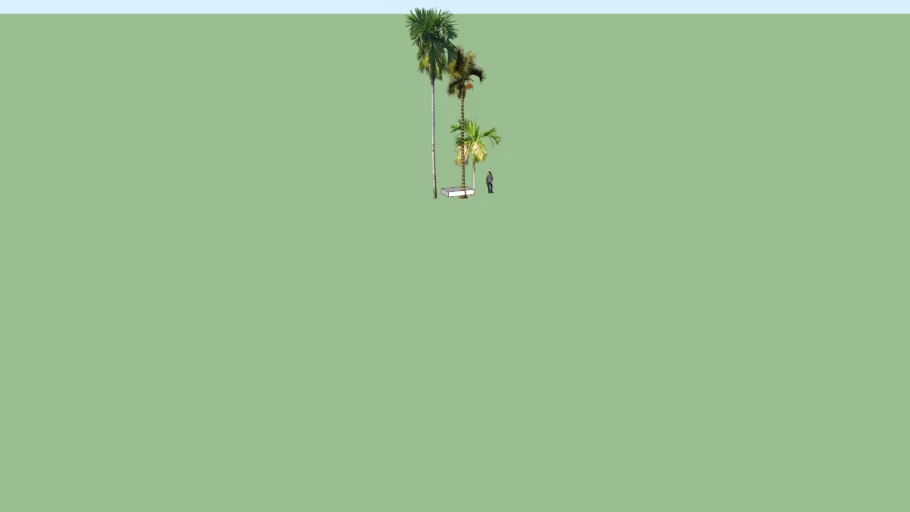 POHON PINANG / areca catechu