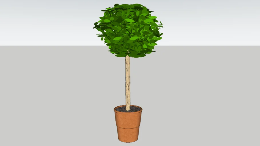 indoor potted tree