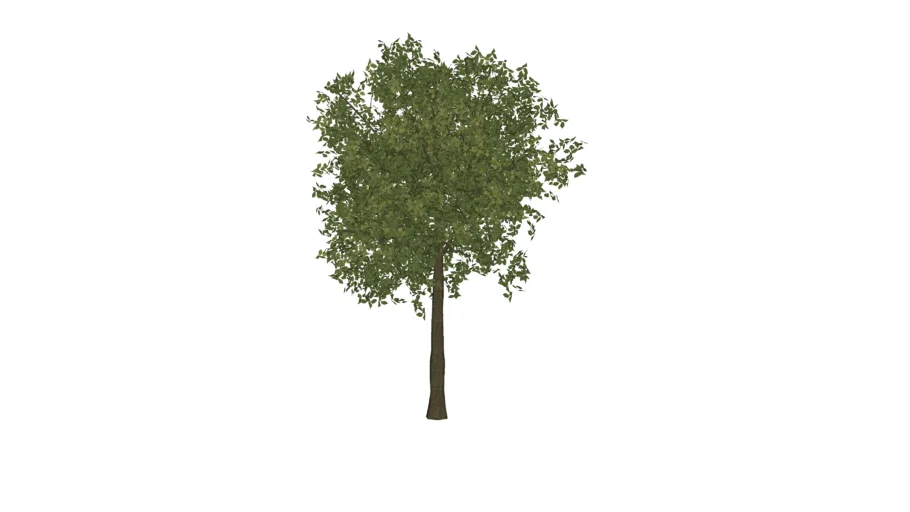 Arvore 