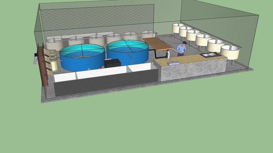 Sechura Scallop hatchery