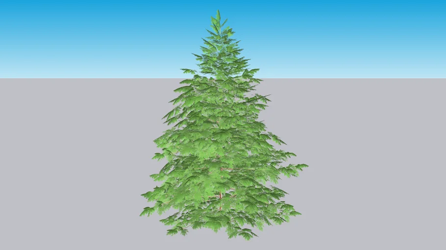 Soft Serve® False Cypress -  Chamaecyparis pisifera