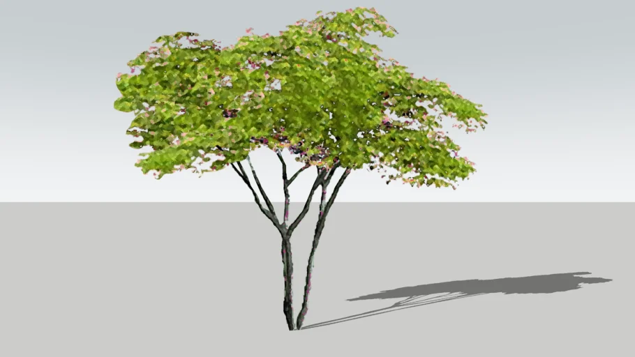 Green Japanese Maple