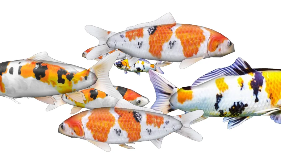 Koi Fish