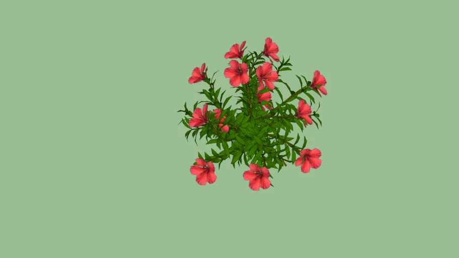 Hibiscus moscheutos - Hibisco-do-pântano, Hibisco-herbáceo